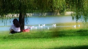 cum ne ingrijim plantele in sezonul cald