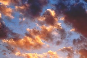 dictionarguma din seminte de carruba