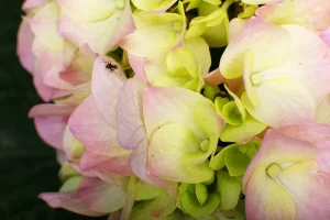 jack nicholson the shining