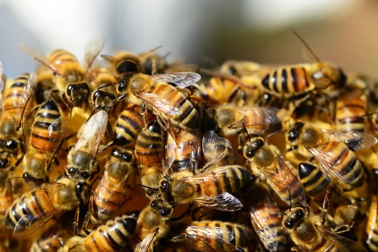 matt damon but stung by bees