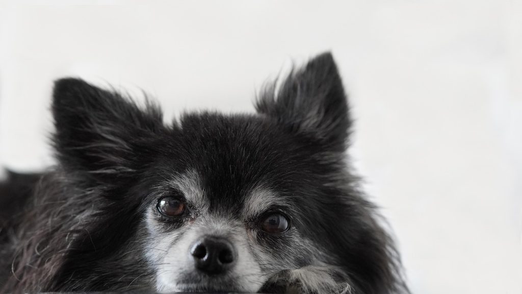 robert de niro taxi driver